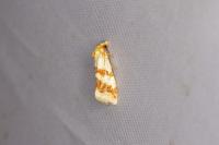 Aethes sanguinana
