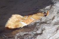 Epicallima formosella