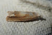 Eucosma conterminana