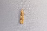 Eucosma conterminana