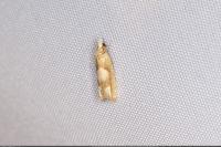 Eucosma conterminana