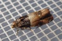 Lobesia bicinctana