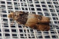 Lobesia bicinctana