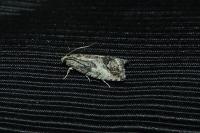 Cydia splendana