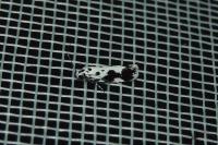 Ethmia quadrillella