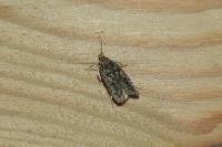 Hofmannophila pseudospretella