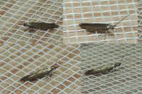 Coleophora