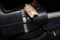 Acleris sparsana