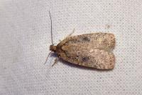 Agonopterix