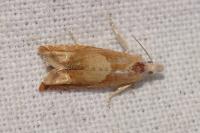 Eucosma conterminana