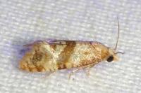 Phalonidia contractana