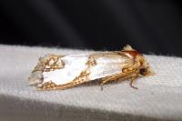 Eugnosta magnificana