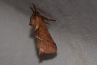 Triodia sylvina