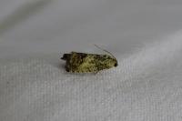 Cydia splendana