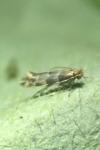 Phyllonorycter trifasciella