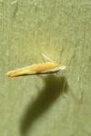 Argyresthia albistria