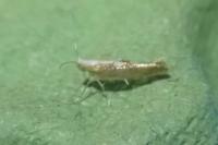 Argyresthia albistria