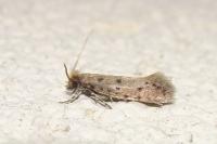 Ateliotum petrinella