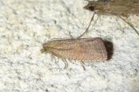 Celypha rosaceana