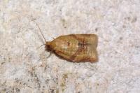 Clepsis consimilana