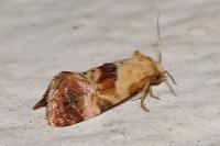 Neocochylis millierana