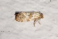 Neocochylis molliculana