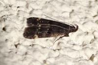 Dichomeris alacella