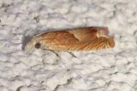 Eucosma conterminana