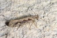 Ornativalva plutelliformis