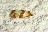Phalonidia albipalpana