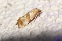 Phalonidia contractana