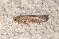 Scrobipalpa