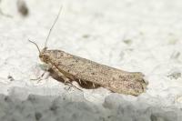 Scrobipalpa