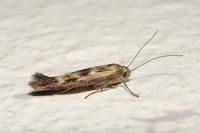 Scythris limbella
