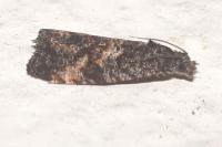 Endothenia