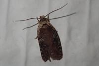 Agonopterix purpurea
