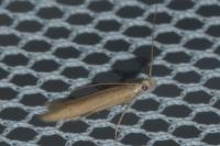 Batrachedra parvulipunctella