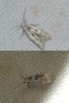 Elachista scirpi