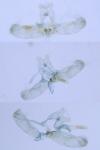 Elachista scirpi