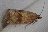 Celypha striana