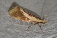 Harpella forficella