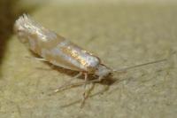 Argyresthia abdominalis
