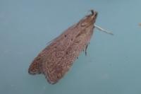 Helcystogramma lutatella