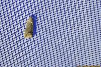 Cydia splendana