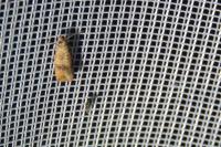 Celypha striana