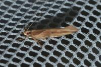 Pyroderces sarcogypsa