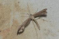 Emmelina
