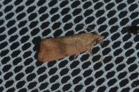 Celypha striana