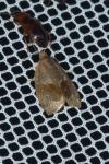 Clepsis dumicolana