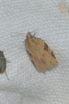 Clepsis spectrana